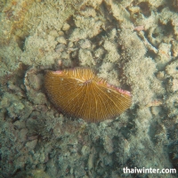 Подводная живность на пляже острова Koh Wai