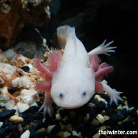 Siam Ocean World в Бангкоке