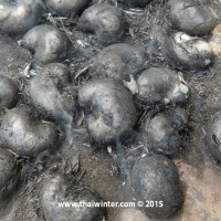 cashew_11-jpg